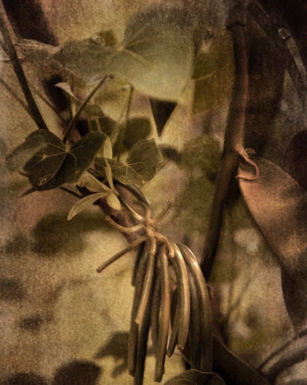Leaf, Botany, Branch, Still life photography, Plant, Tree, Flower, Stock photography, Art, Twig, 