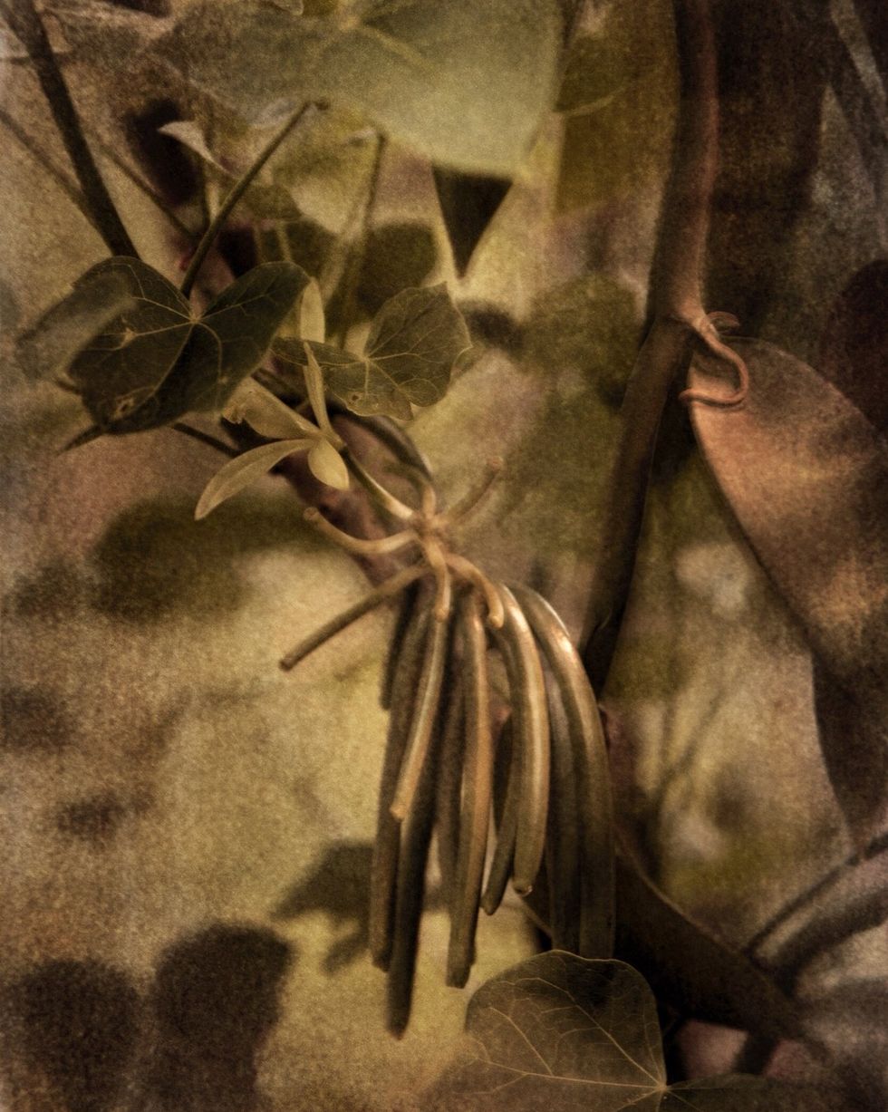 Leaf, Botany, Branch, Still life photography, Plant, Tree, Flower, Stock photography, Art, Twig, 