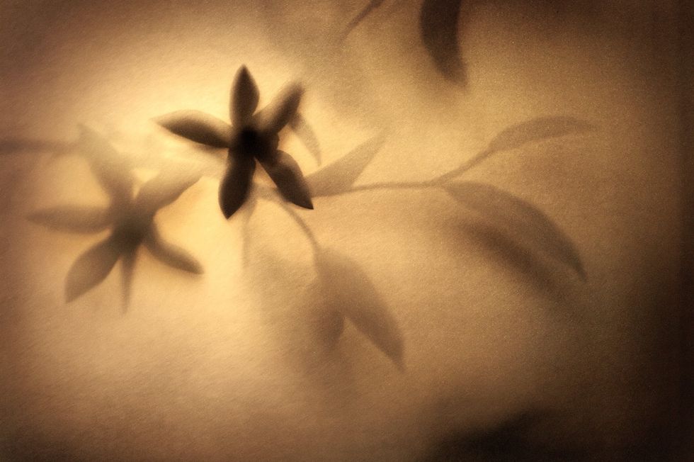 Black-and-white, Plant, Flower, Petal, Monochrome photography, Still life photography, Photography, Trunk, 