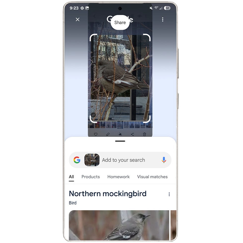 mobile screen displaying a bird identification through google search