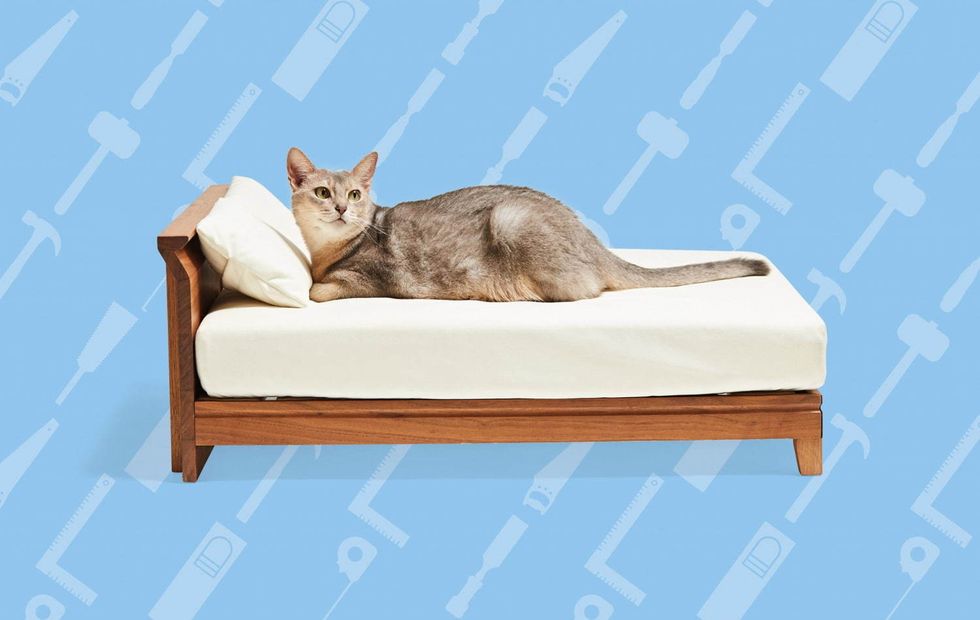 Cat, Felidae, Small to medium-sized cats, Furniture, Cat bed, Cat furniture, Sofa bed, Comfort, Couch, Carnivore, 