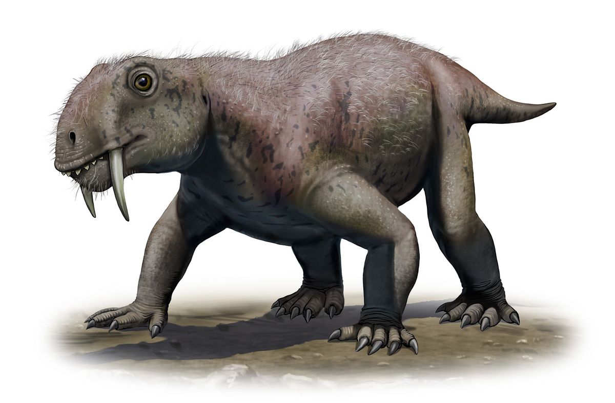 In deze illustratie is het protozoogdierTiarajudens eccentricuste zien voor zover bekend het eerste echte sabeltanddier Tiarajudens liep 260 miljoen jaar geleden op aarde rond
