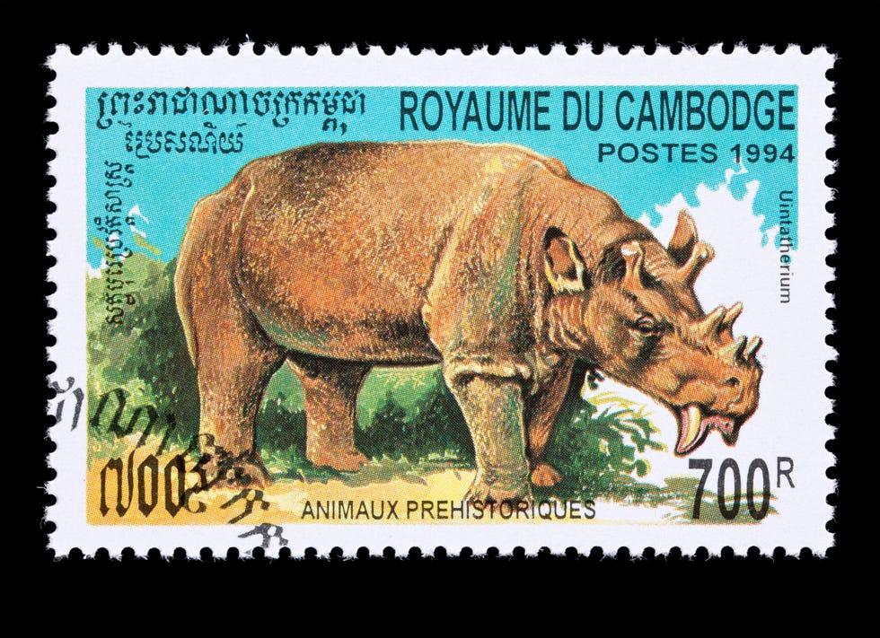 Het uitgestorven zoogdier Uintatherium hier afgebeeld op een postzegel uit Cambodja leefde zon 56 miljoen jaar geleden deed denken aan een neushoorn met zes afgeknotte hoorntjes op zijn kop en had ellenlange hoektanden