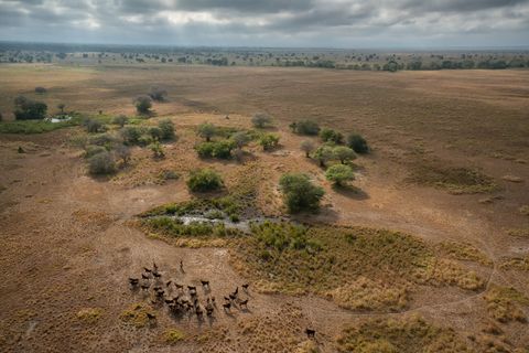 Een luchtfoto van een kudde sabelantilopen in Gorongosa
