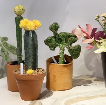 Flowerpot, Flower, Cactus, Houseplant, Vase, Plant, Botany, Floral design, Floristry, Succulent plant, 