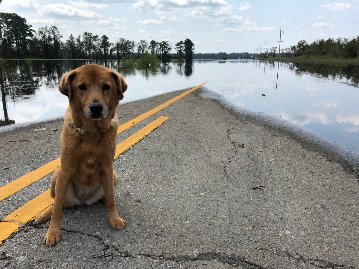 sad dog at flooded road