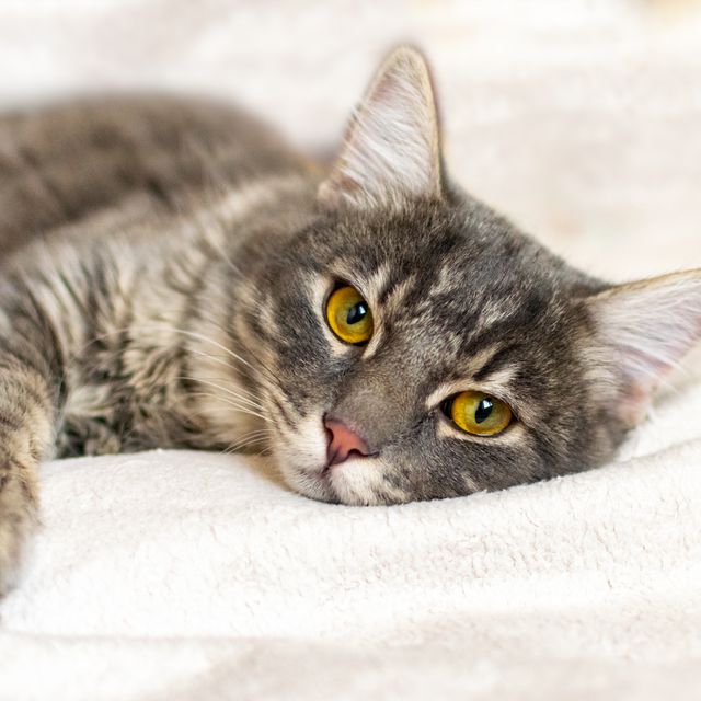 sad sick young gray cat lies on a white fluffy blanket in a veterinary clinic for pets. depressed illness animal looks at the camera. feline health background.