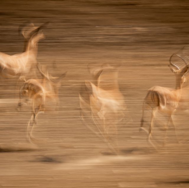 foto sfuocata di gazzelle che corrono in africa