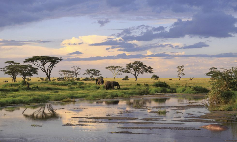 wild elephants   tanzania