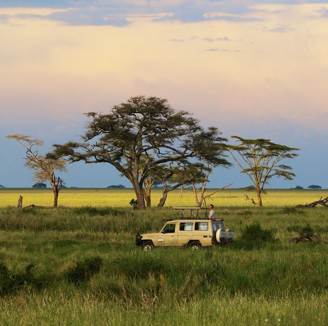 safari in serengeti national park