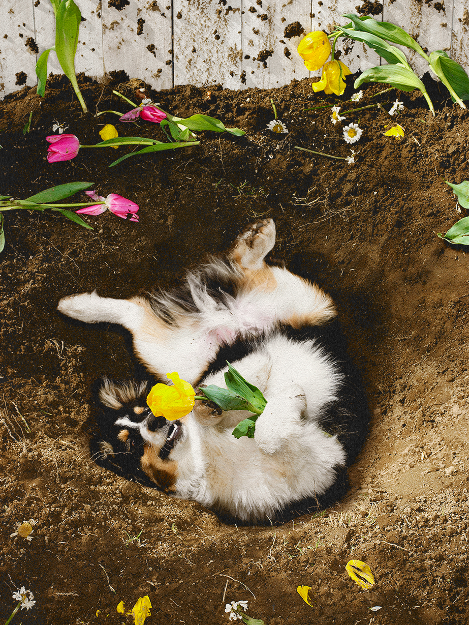 what outdoor plants are safe for dogs