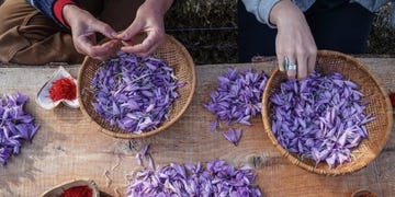 peace and plenty farm saffron
