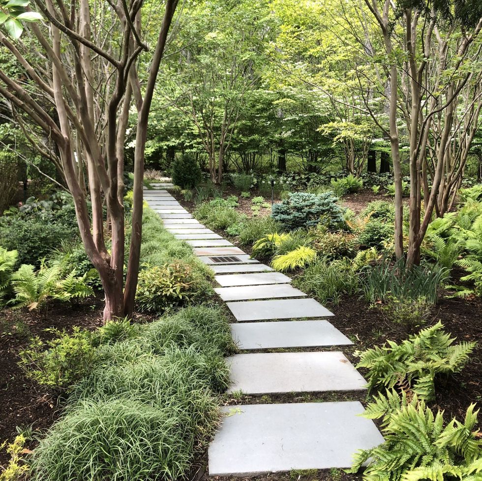 a path through a garden