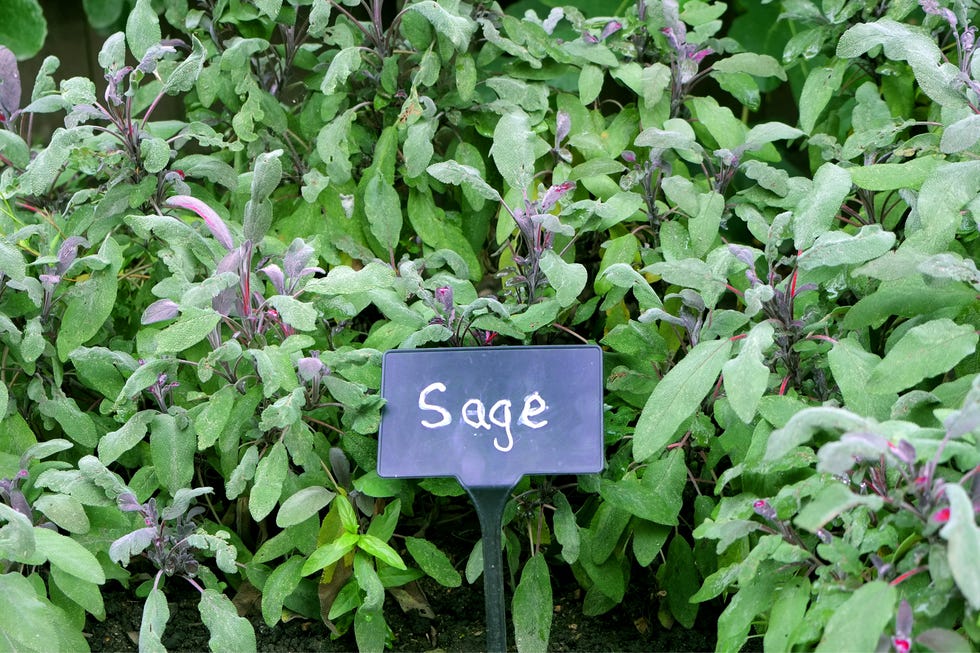 sage