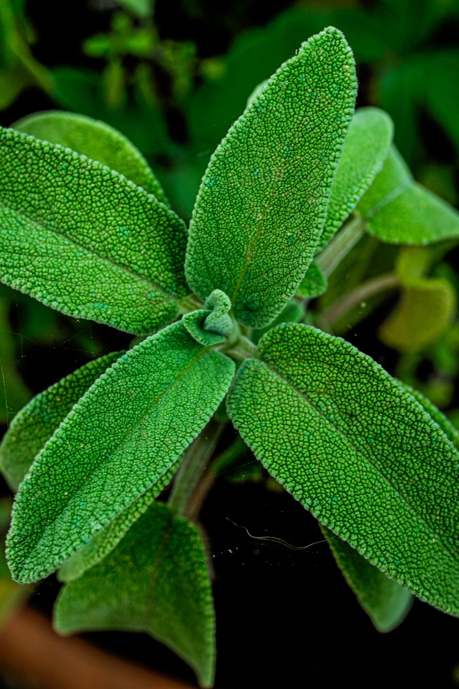 sage plant leaves from above, close up detail