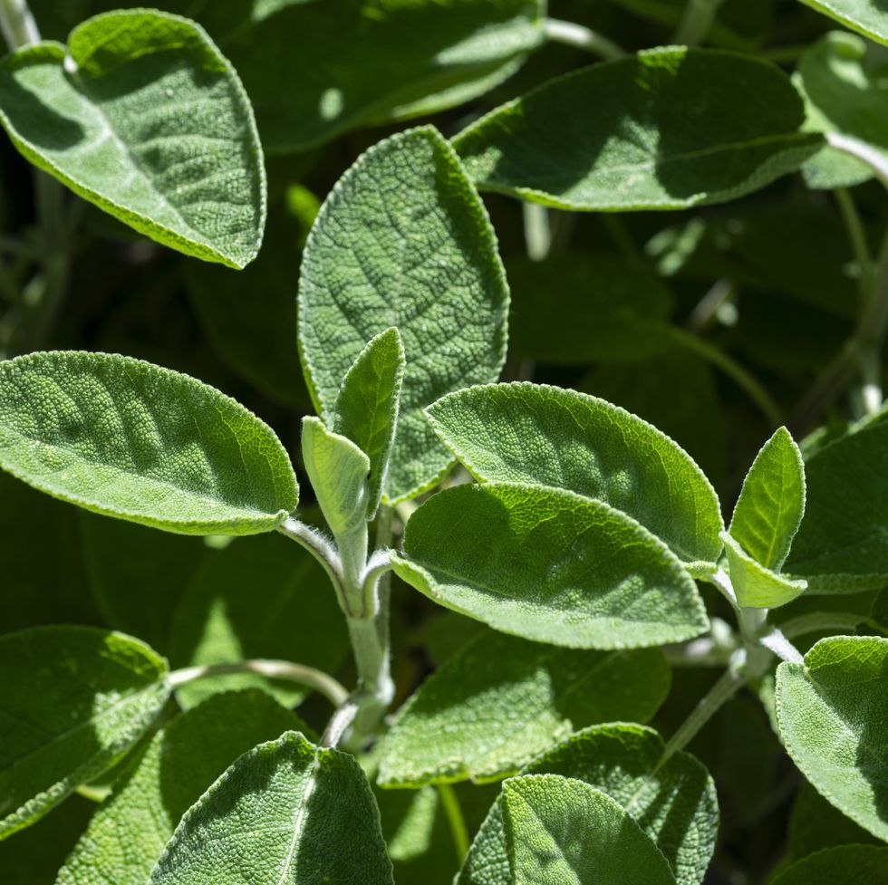 sage plant