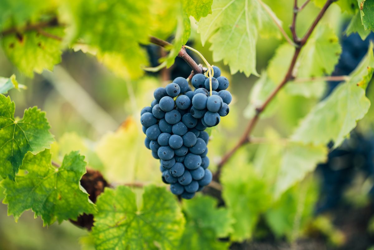 Sagrantino wine grapes