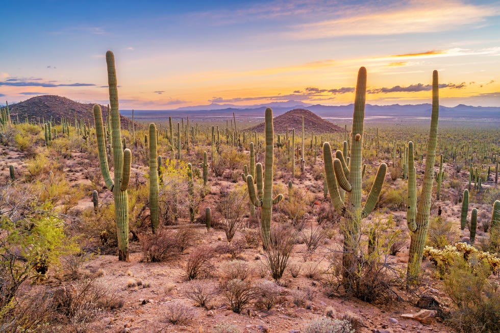 Saguaro cactus forest in Saguaro National Park Arizona