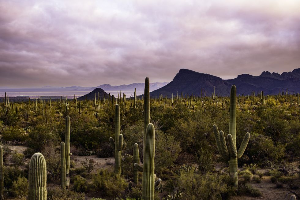 saguaro desert dawn
