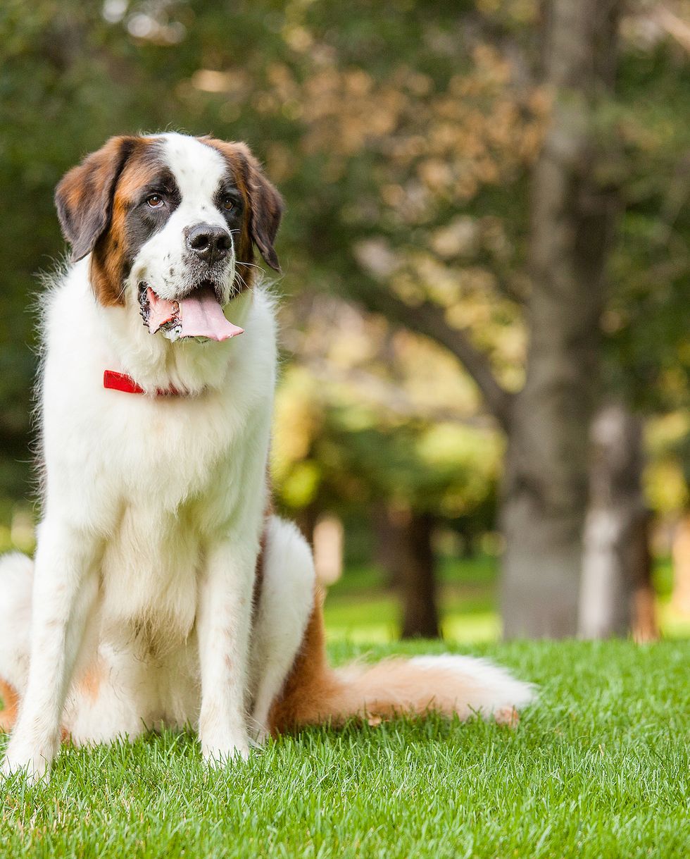 a saint bernard dog sits on grass outdoors