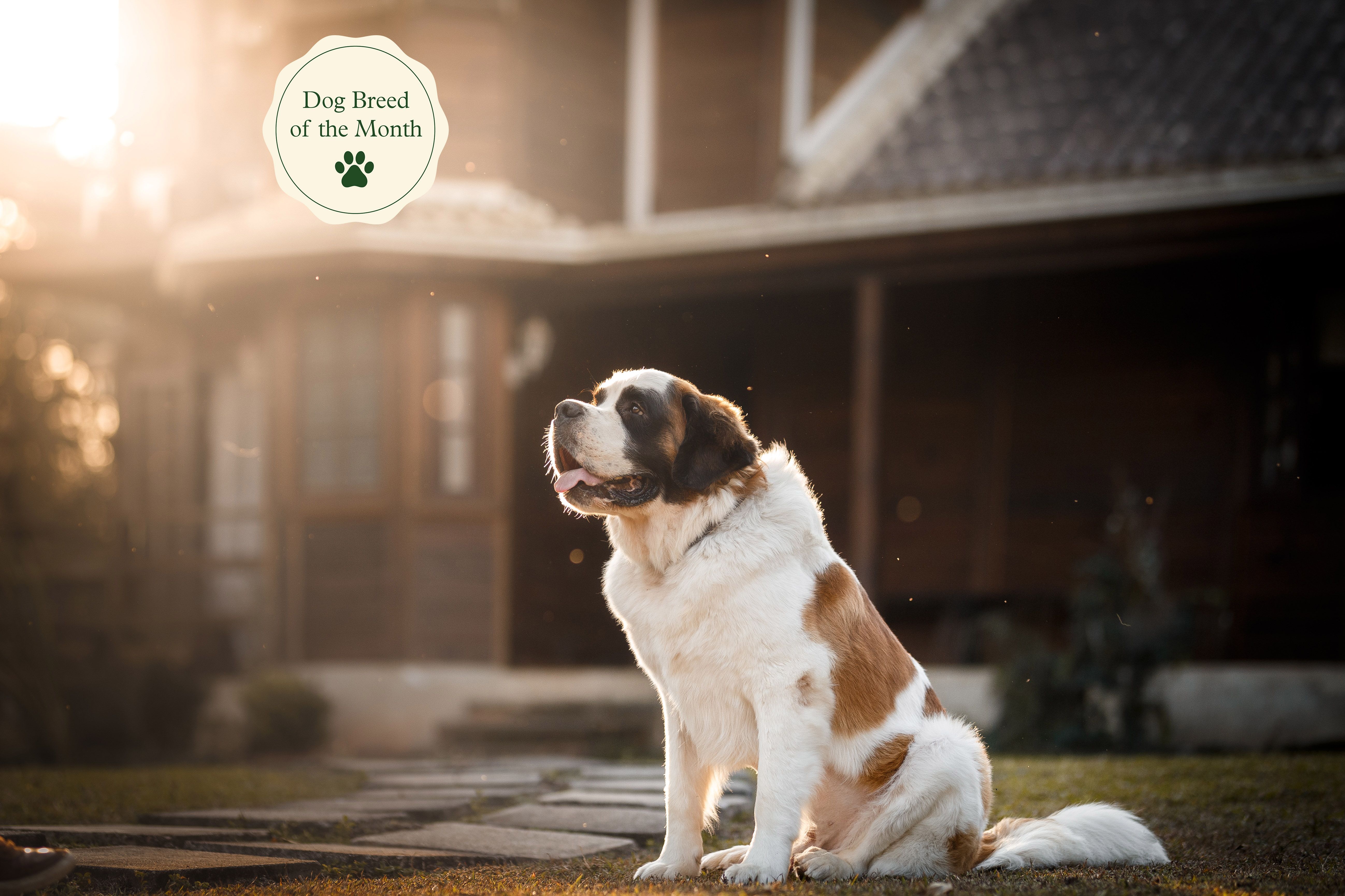 Big dog that looks like a saint outlet bernard