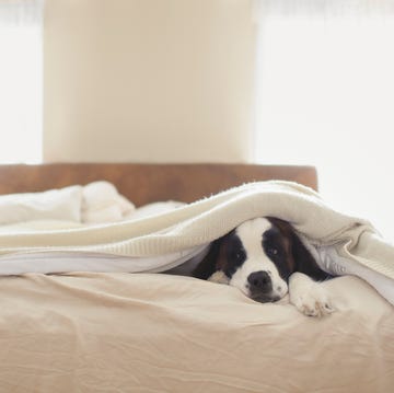 saint bernard lying on bed at home