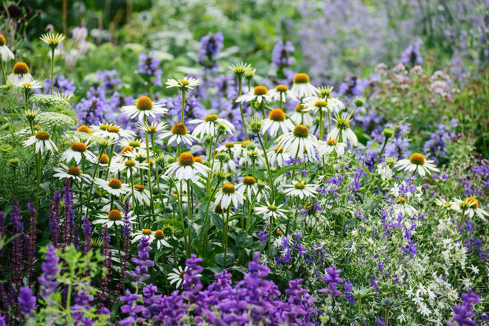 Flower, Flowering plant, Plant, Lavender, Wildflower, Meadow, Spring, English lavender, Subshrub, Lupin, 