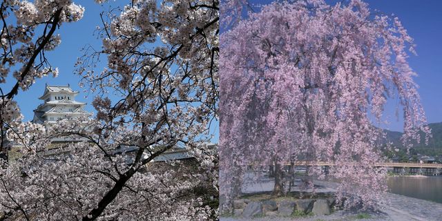 今年櫻花提早開！最好拍的「5大日本京都賞櫻景點」大公開！快筆記把握精華這幾天