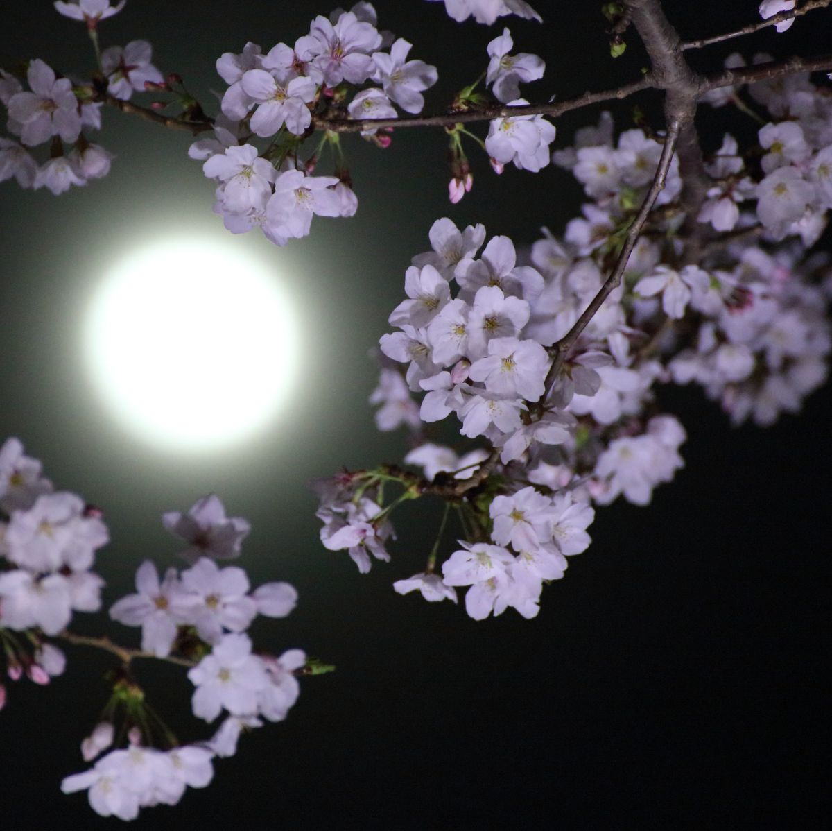 Апрель цветы Луна