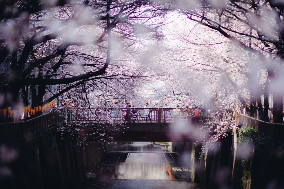 Sakura around Tokyo, Japan