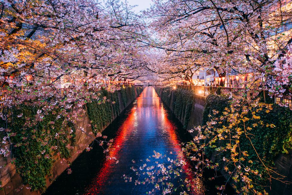 Sakura blooming at Meguro River