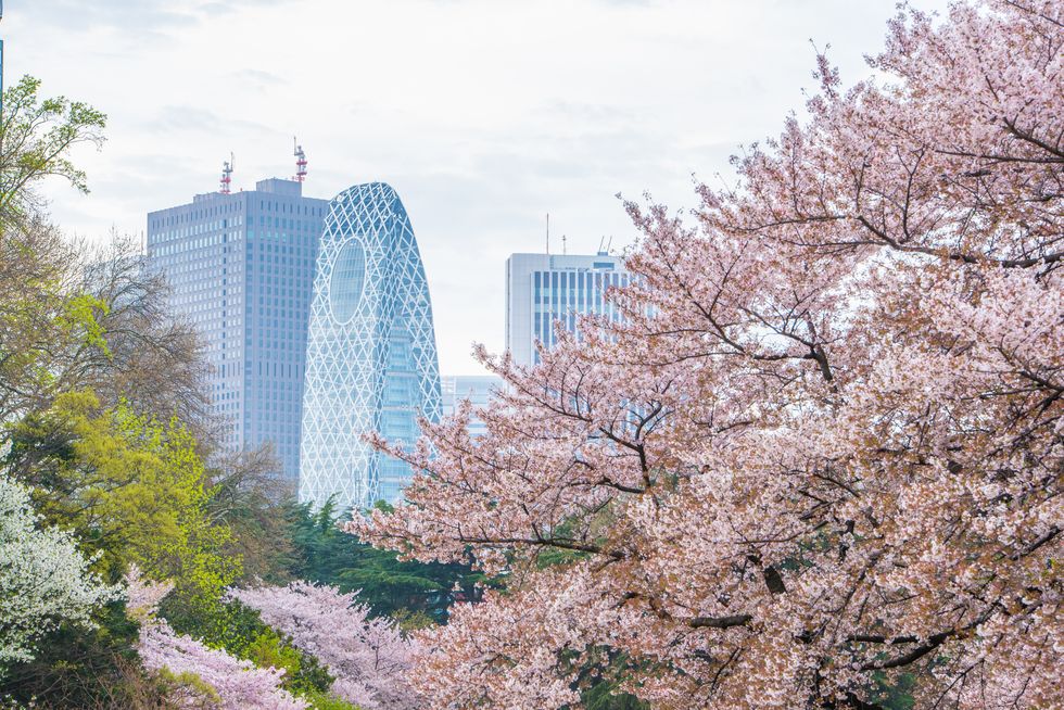Sakura blooming at Shinjuku, Tokyo