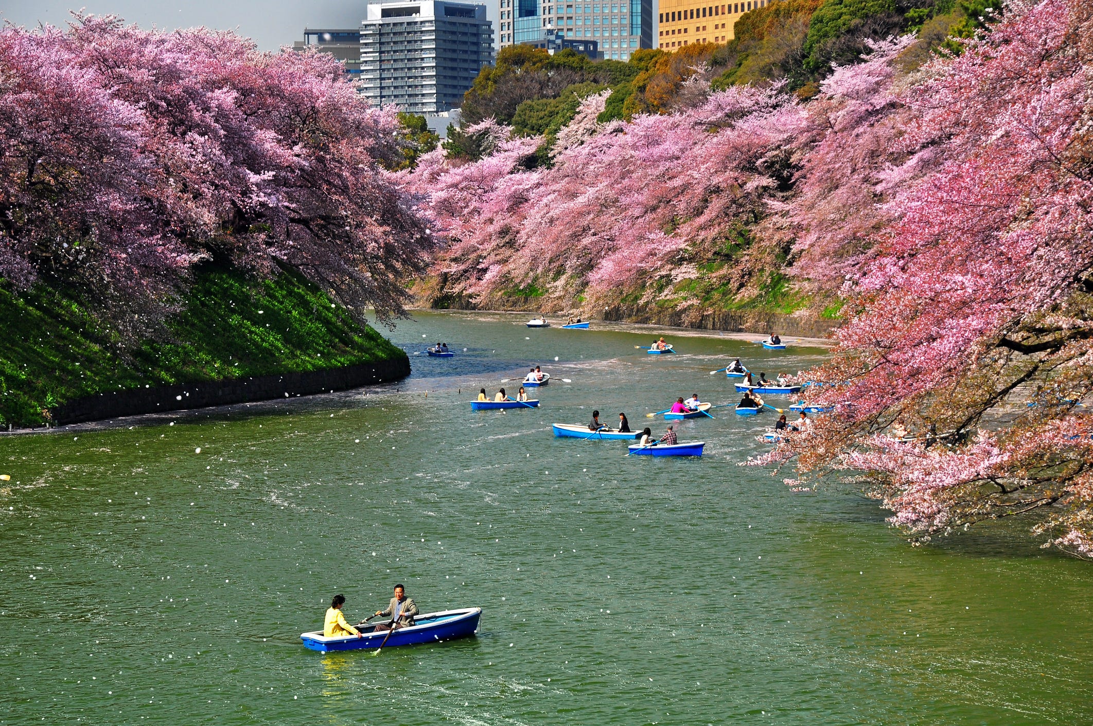 Festival holidays - Japanese cherry blossom