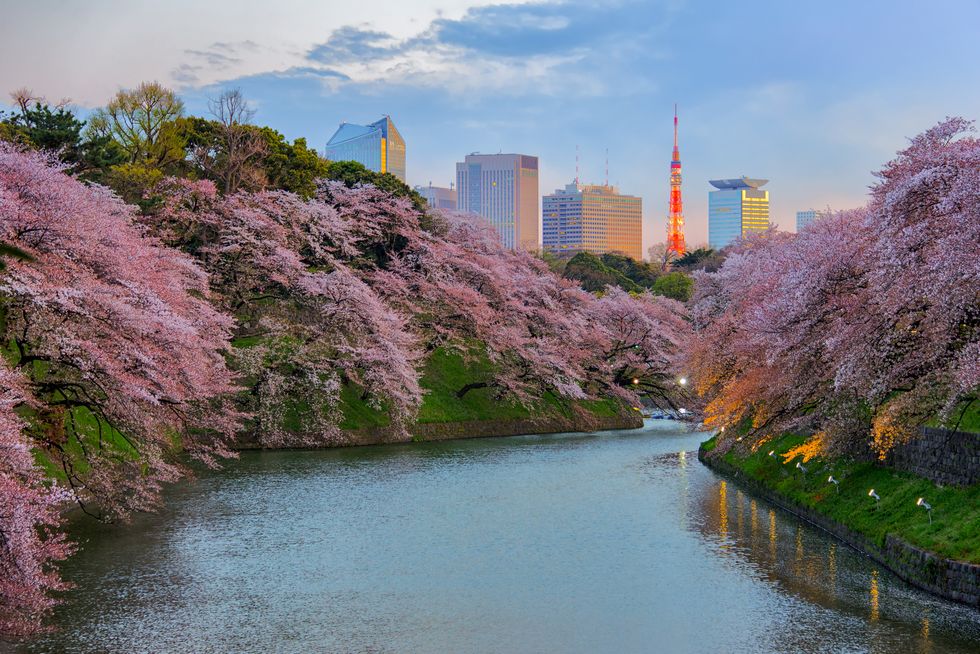 Sakura blossom at Kitanomaru Garden