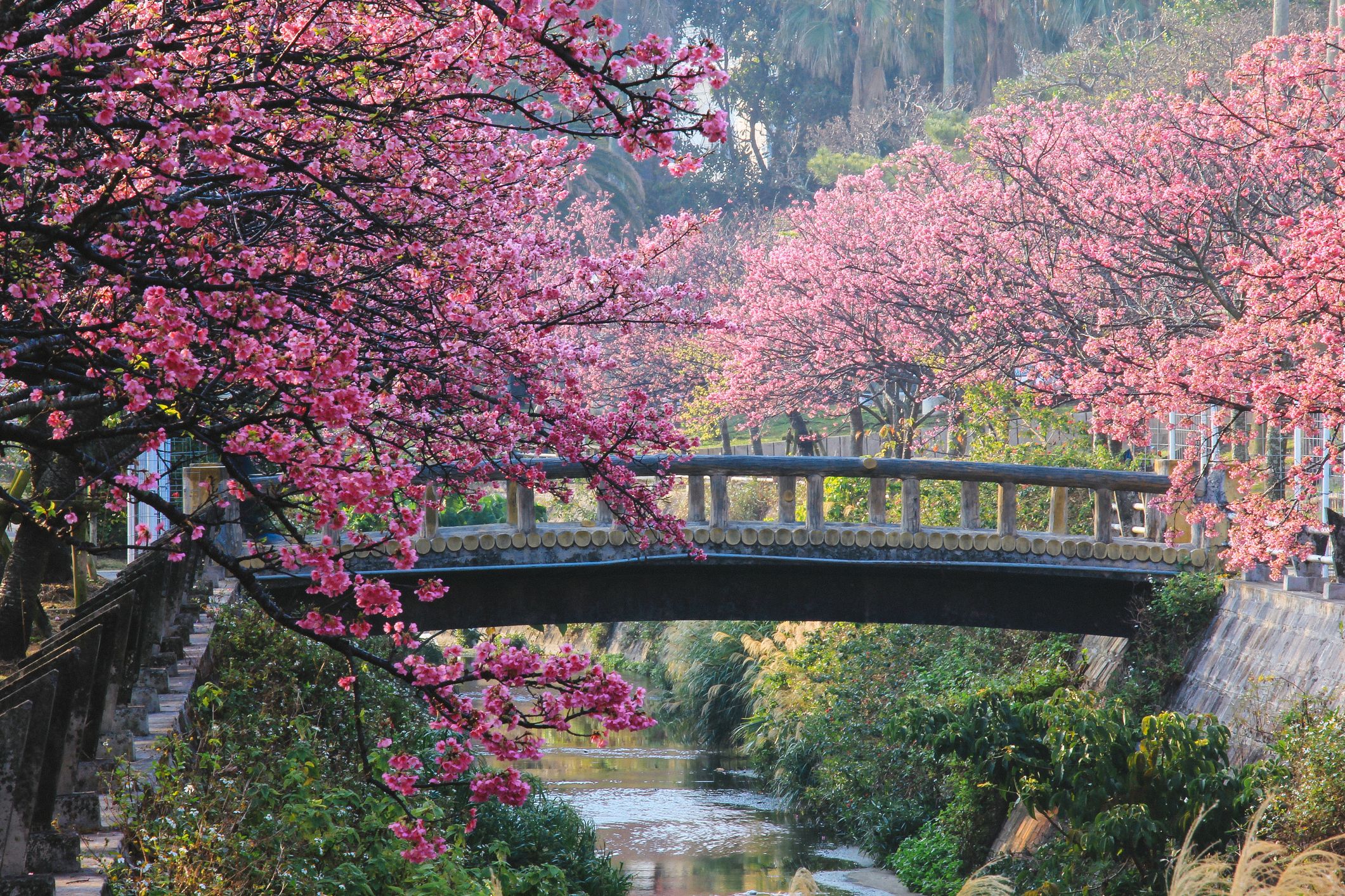 When Is the Best Time to Visit Japan?