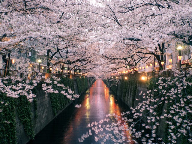 Cherry blossom in Japan holiday
