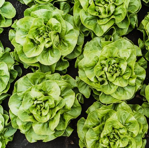 salad quiz lettuce