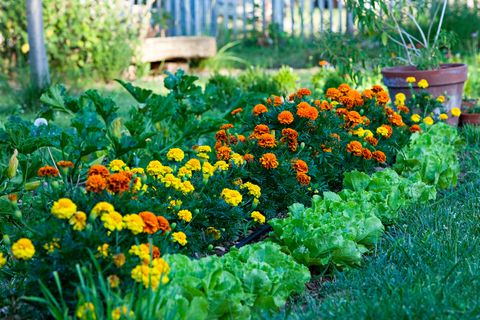 salads and marigolds in a garden