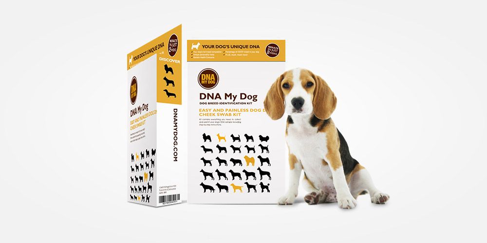 Discover Your Dog s Canine Heritage With This DNA Kit