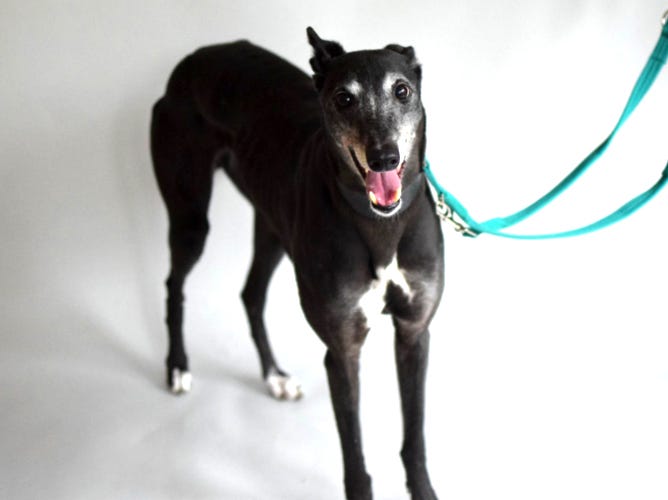 Battersea Dogs & Cats Home dog for adoption