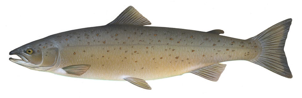 atlantic salmon drawing