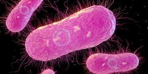 salmonella bacteria, illustration
