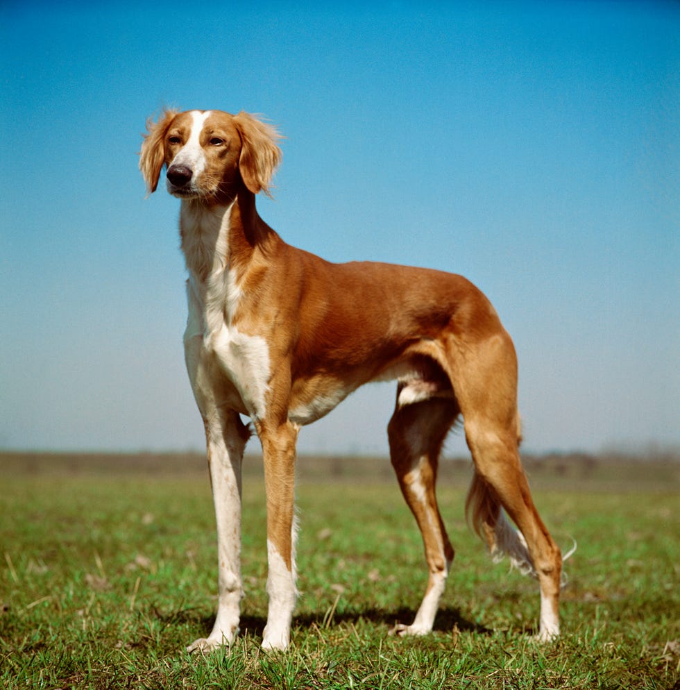 saluki hound