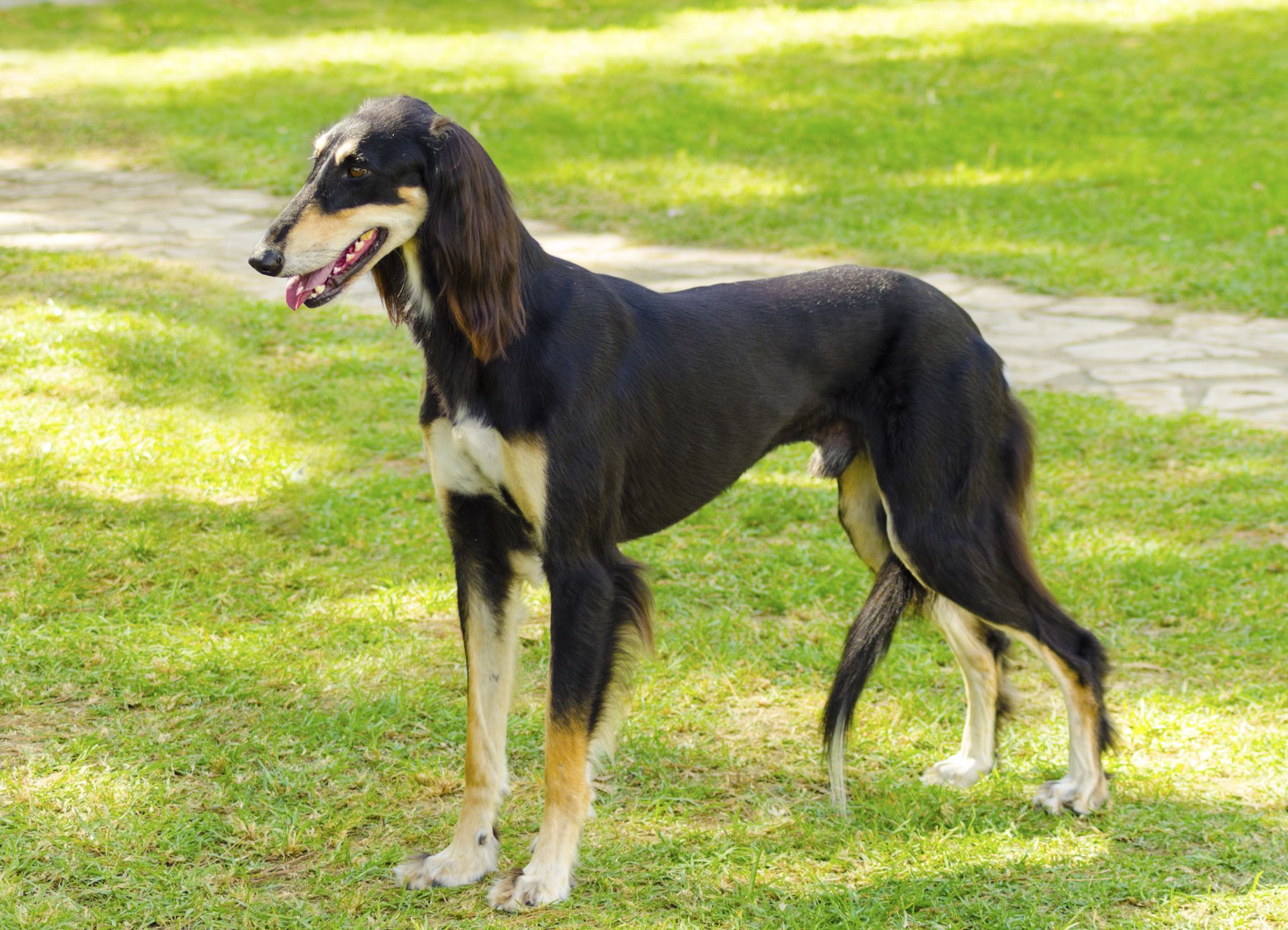 Affordable large dog breeds best sale