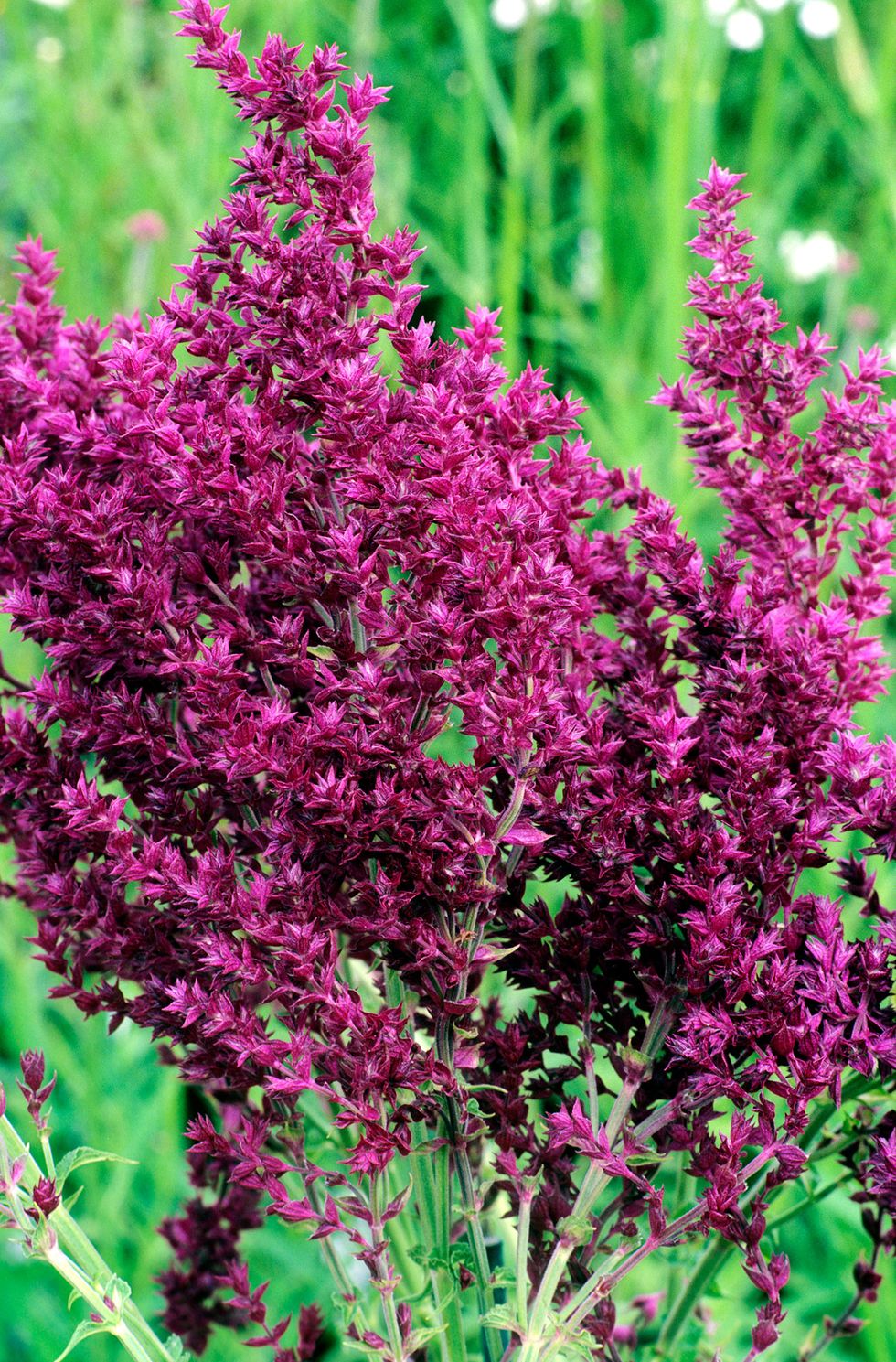 Flower, Flowering plant, Plant, Purple loosestrife, Loosestrife and pomegranate family, Annual plant, heather, Lupin, Shrub, smartweed-buckwheat family, 