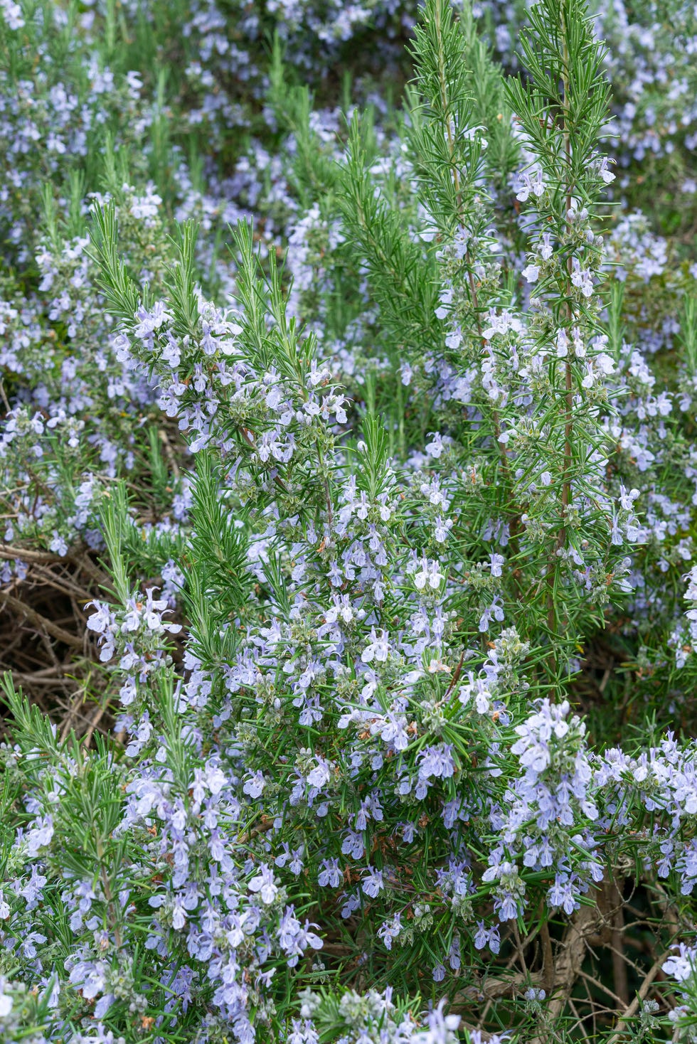 Drought-tolerant rosemary shrub