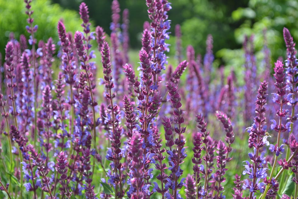 24 Fall Flowers To Plant This Autumn, According To Experts