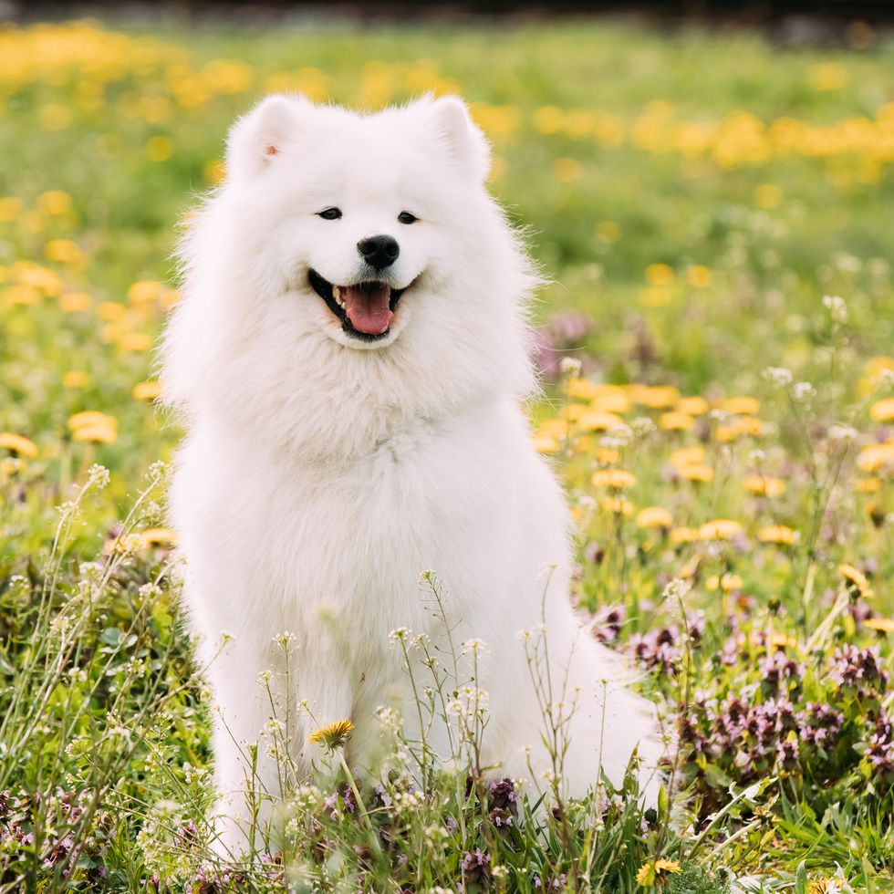 young happy smiling white samoyed dog or bjelkier, smiley, sammy sitting outdoor in green spring meadow with yellow flowers playful pet outdoors