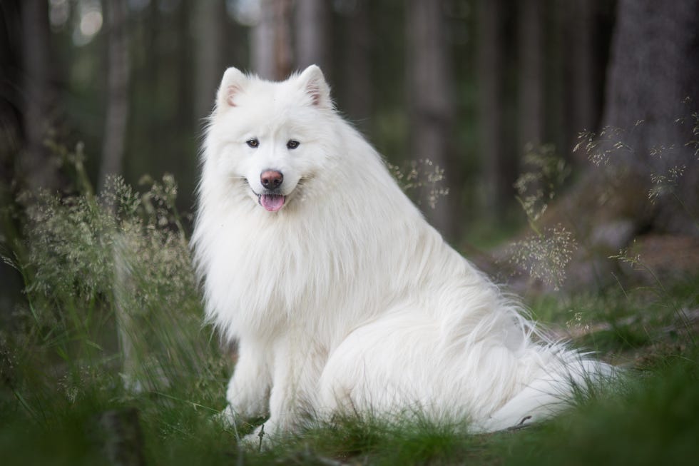 samoyed dog breed