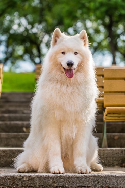 white samoyed dog sitting on steps and panting